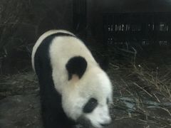 -成都大熊猫繁育研究基地