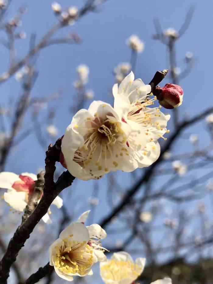 大观园梅园-"周六公司组织团建,大约1个半小时车程.天.
