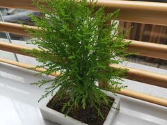 -御仙都北京菜馆·烤鸭店(双井店)