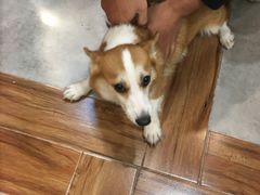 -宠小格时尚宠物生活馆(唐镇店)
