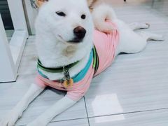 -纳吉亚猫专科动物医院(康都外科中心)