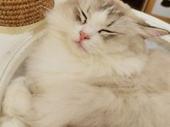 -猫域·湾主题猫咖·宠物吧(南坪城市广场店)