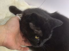 -爱洗澡的猫(望京店)