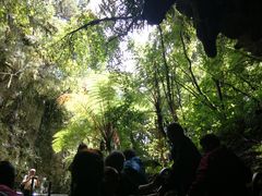 -怀托摩萤火虫洞