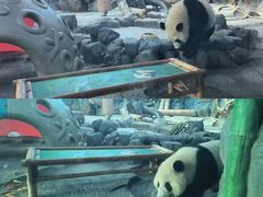 -武汉动物园