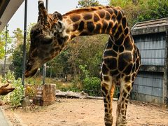 -清迈夜间动物园