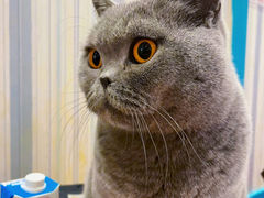 -猫小院猫主题咖啡厅(北锣店)