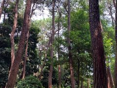 -铁山坪森林公园