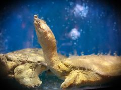 -八闽饭店闽南小镇(铁西店)