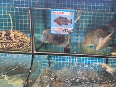 -范饭椰林川湘味海鲜·椰子鸡(三亚湾椰梦长廊店)