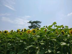 -广州市流溪河国家森林公园