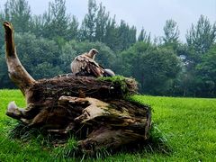 -北京野生动物园