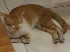 -BARBECUE烤肉屋