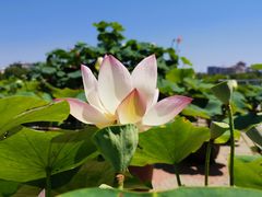 -莲花池公园