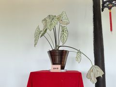 -苏州上方山国家森林公园