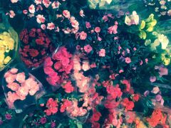 -双季花艺园艺市场(浦东店)