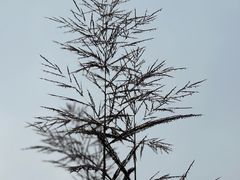 -重庆市江北嘴中央商务区中央公园