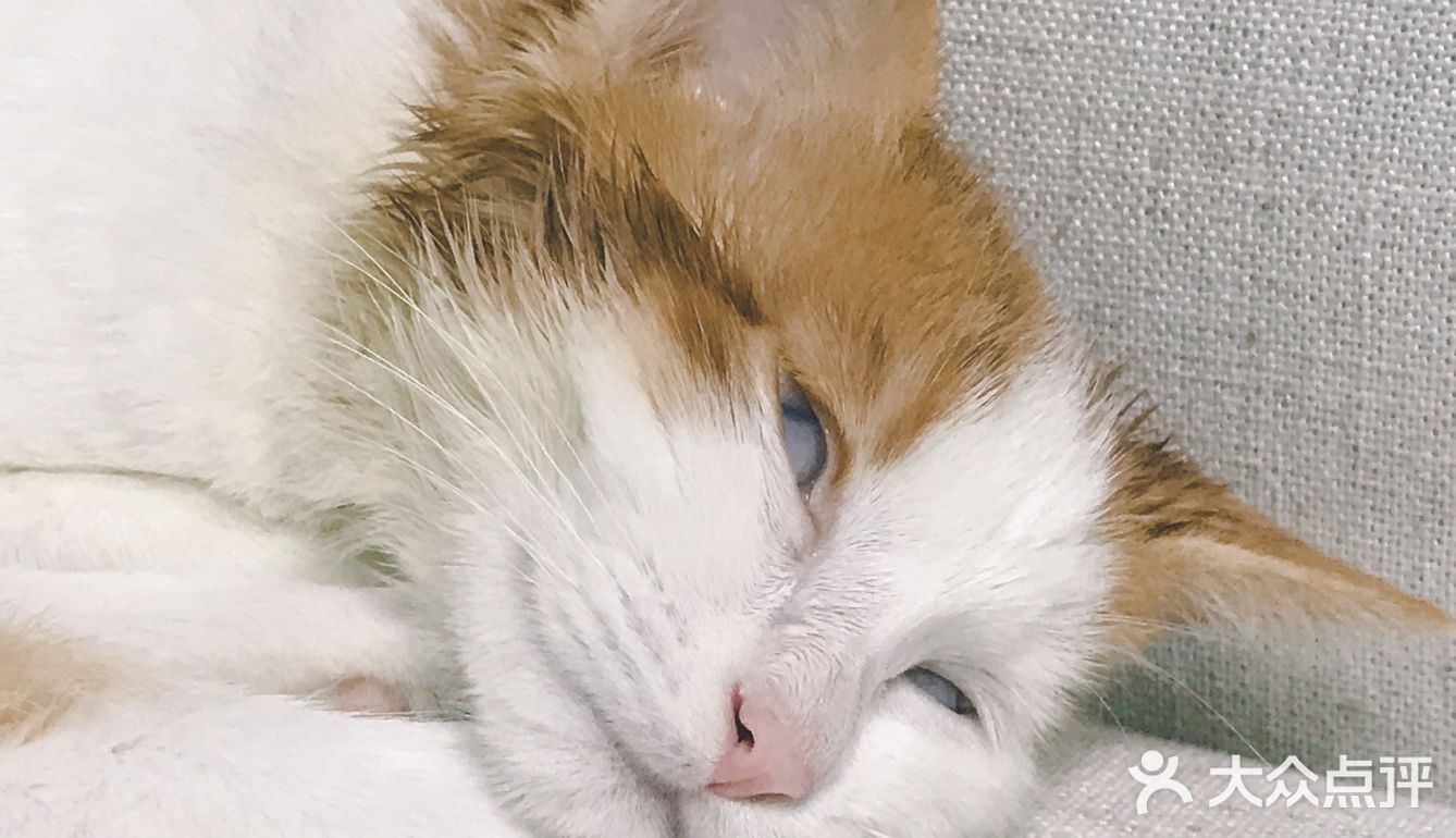 🐱小猫咪又能有什么坏心思呢…不过就是骗吃骗喝🤣