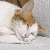 🐱小猫咪又能有什么坏心思呢…不过就是骗吃骗喝🤣