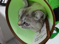 -可蒙动物医院·猫科·骨科中心(首义路店)