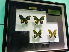 -上海昆虫博物馆