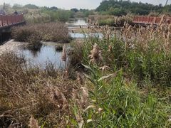 -芒洲湿地公园