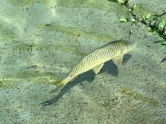 -武陵山森林公园