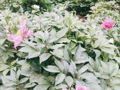 景点-景山公园