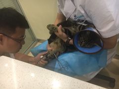 -美迦爱-牙专科·兔科·骨科诊疗中心(北苑店)