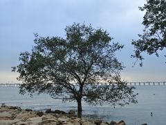 -宝安西湾红树林湿地公园