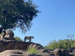 -奥兰多迪士尼动物王国乐园