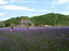 -紫海香堤香草艺术庄园