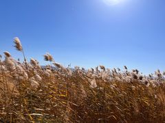 -野鸭湖国家湿地公园
