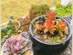 -马村鱼头