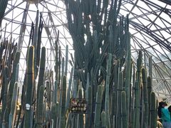 -深圳仙湖植物园