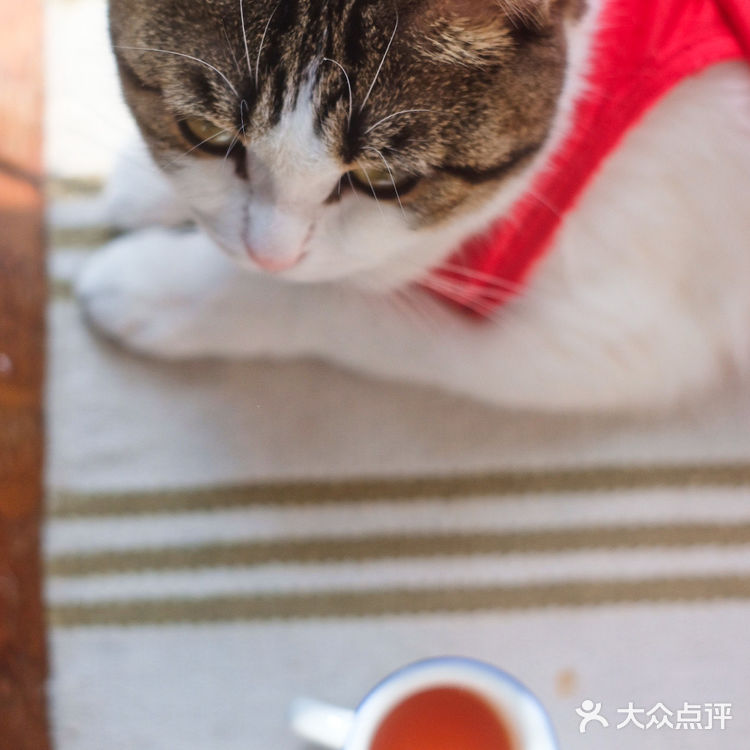 收到了投喂，@人参果又香又甜  瓜马，绝色庄园