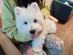 -中农大我爱我爱24h动物医院·中医针灸·猫专科·骨科医疗中心(双井店)