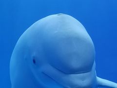 -多彩贵州城极地海洋世界