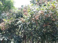 -茂德公草堂