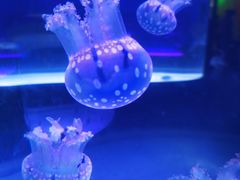 -海合安武汉极地海洋公园