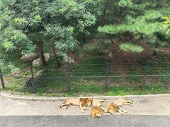 -大连森林动物园