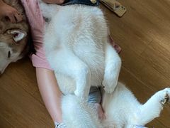 -Husky Go! 哈士奇体验馆·宠物咖啡厅狗咖