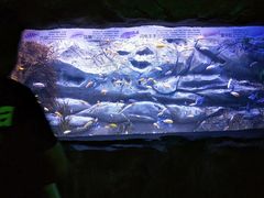 -芜湖新华联大白鲸海洋公园