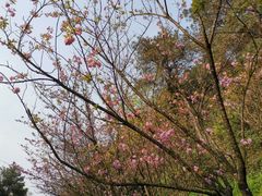 -铁山坪森林公园