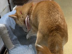 -逗柴咖啡屋·狗咖猫咖宠物桌游