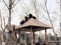 -上海野生动物园