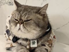 -楼上猫咖(罗湖店)