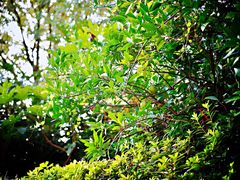 -天目湖涵田半山温泉