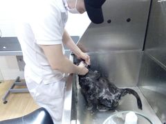 -Pets First伊珊娜洗护·精致美容·家庭式寄养(新会路店)