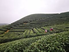 -龙坞茶村